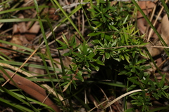 Acrotriche aggregata