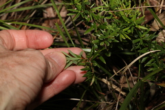 Acrotriche aggregata