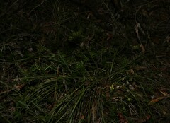 Acrotriche aggregata