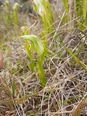 Pterostylis australis