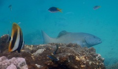 Plectropomus leopardus