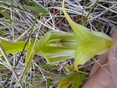 Pterostylis australis