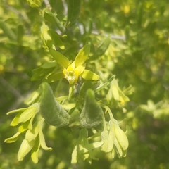 Vangueria triflora