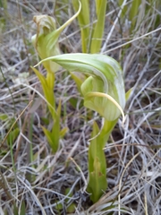 Pterostylis australis