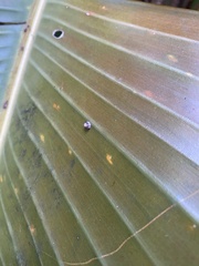 Ceroplastes