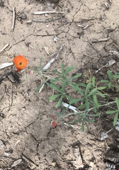 Sphaeralcea digitata