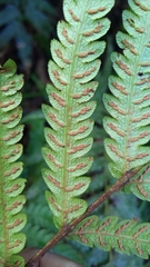 Woodwardia japonica