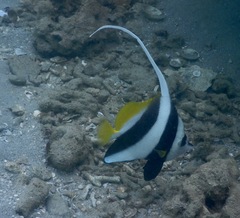 Heniochus