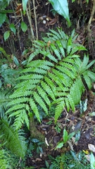 Woodwardia japonica
