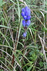 Gentiana triflora