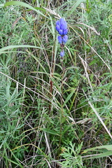 Gentiana triflora