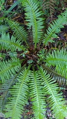 Plagiogyria stenoptera