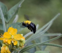 Xylocopa ruficornis