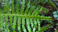 Plagiogyria stenoptera