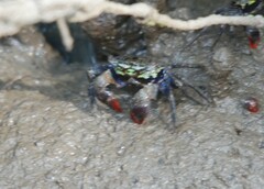 Parasesarma