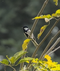 Parus cinereus