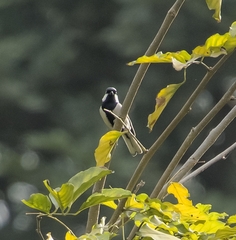Parus cinereus