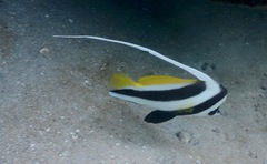 Heniochus