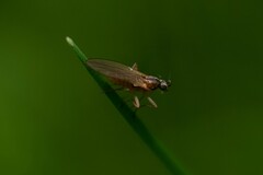 Lonchoptera bifurcata