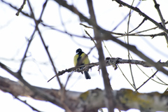 Parus major