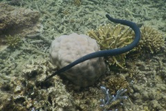 Emydocephalus annulatus