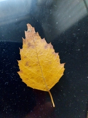 Betula pendula