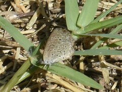 Zizeeria knysna knysna