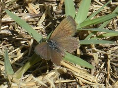 Zizeeria knysna knysna