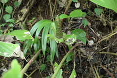 Costus dirzoi