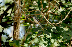 Pericrocotus divaricatus