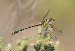 Austrogomphus australis