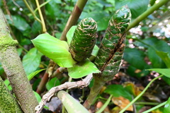 Costus dirzoi