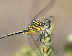 Austrogomphus australis