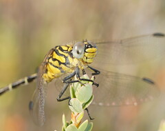 Austrogomphus australis