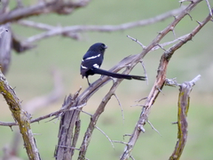 Lanius melanoleucus