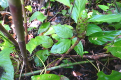 Costus dirzoi