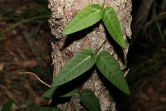Parsonsia brisbanensis