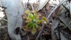 Drosera pulchella