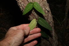Parsonsia brisbanensis