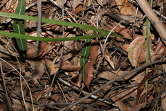 Parsonsia brisbanensis