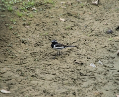 Motacilla maderaspatensis