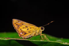Salanoemia tavoyana