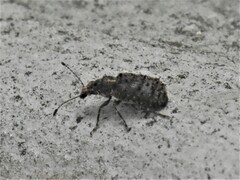Anthribidae
