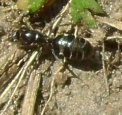 Iridomyrmex