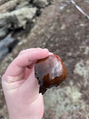 Taliepus nuttallii