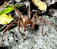 Neosparassus diana