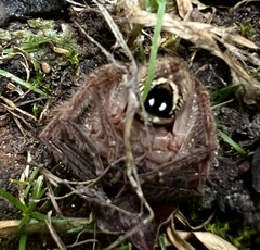 Neosparassus diana