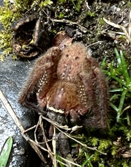 Neosparassus diana