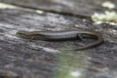 Pseudemoia entrecasteauxii
