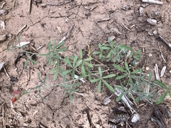 Sphaeralcea digitata